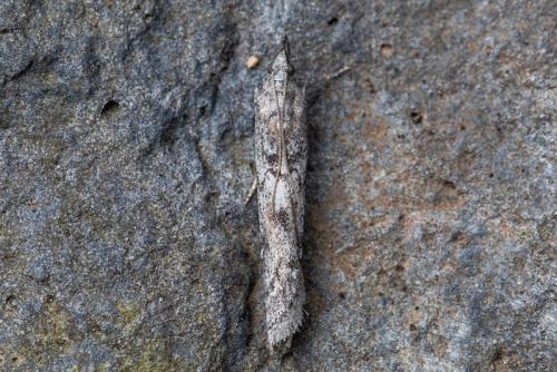 Réf. 226 285 : Dioryctria pineae